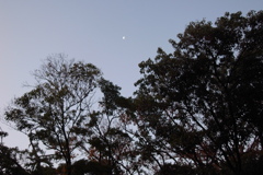 夜明けの月