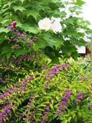 芙蓉と紫式部
