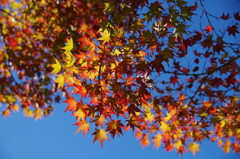青空に紅葉