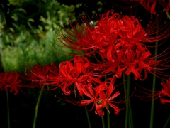 彼岸花2
