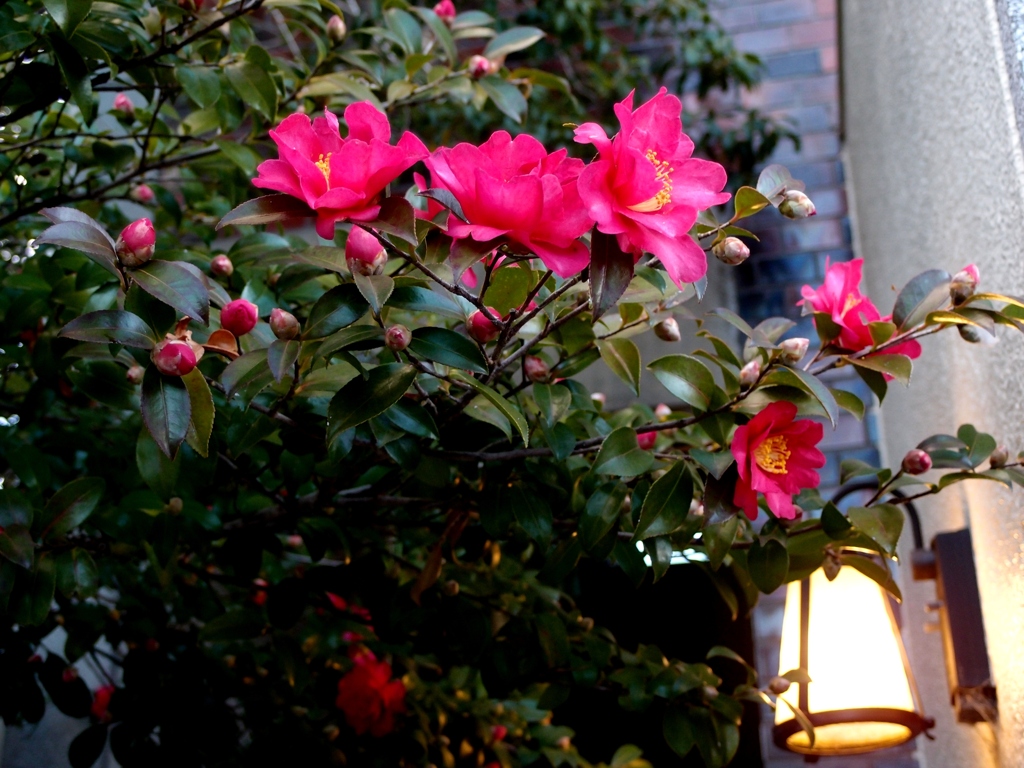 山茶花のある情景