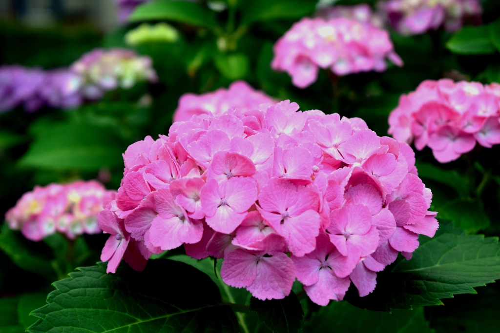 紫陽花Ⅱ