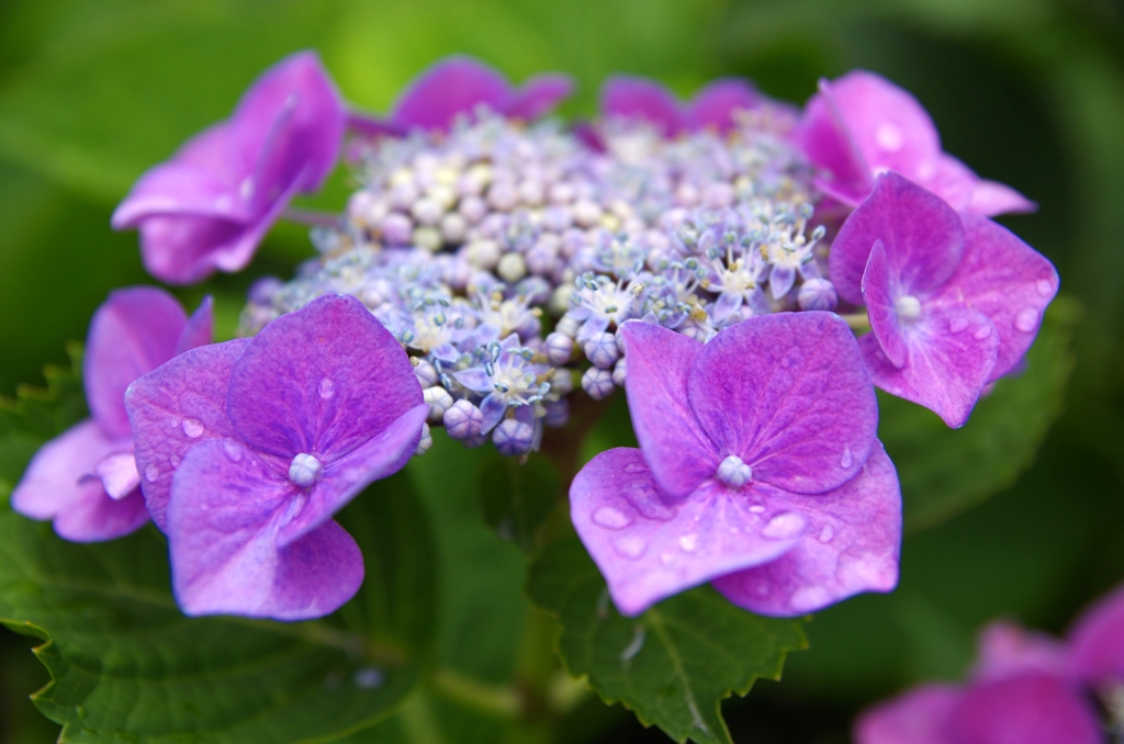額紫陽花