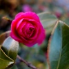 山茶花