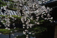 枝垂れ桜2