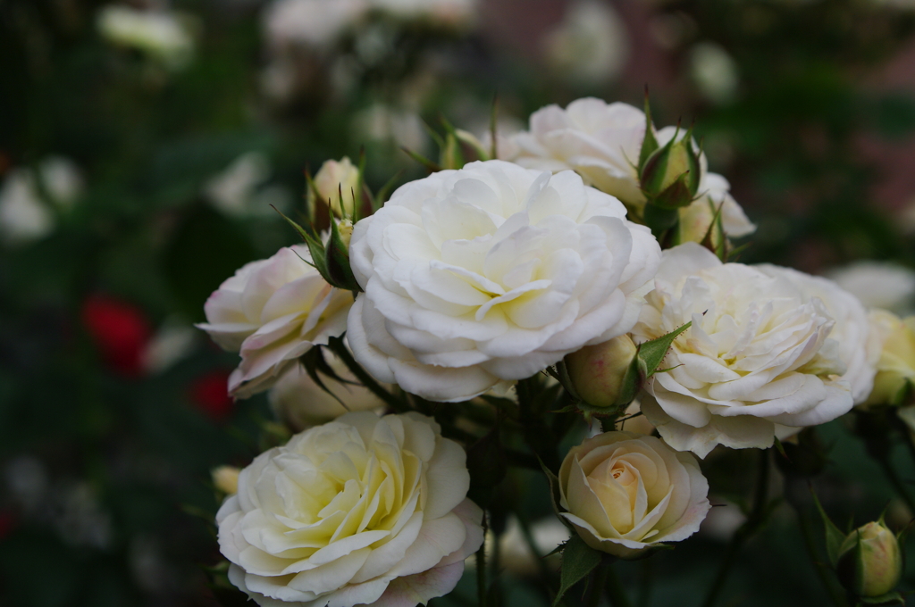 薔薇のブーケ
