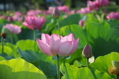 蓮池の朝