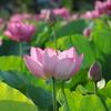 蓮池の朝