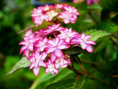 路辺の花2