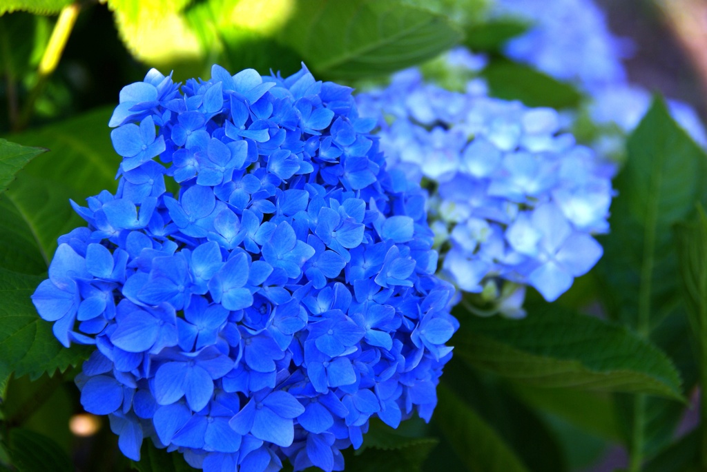 紫陽花4