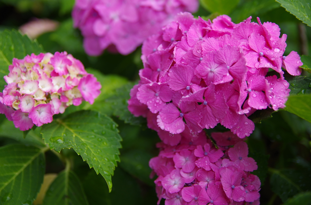 紫陽花～色とりどり　赤～