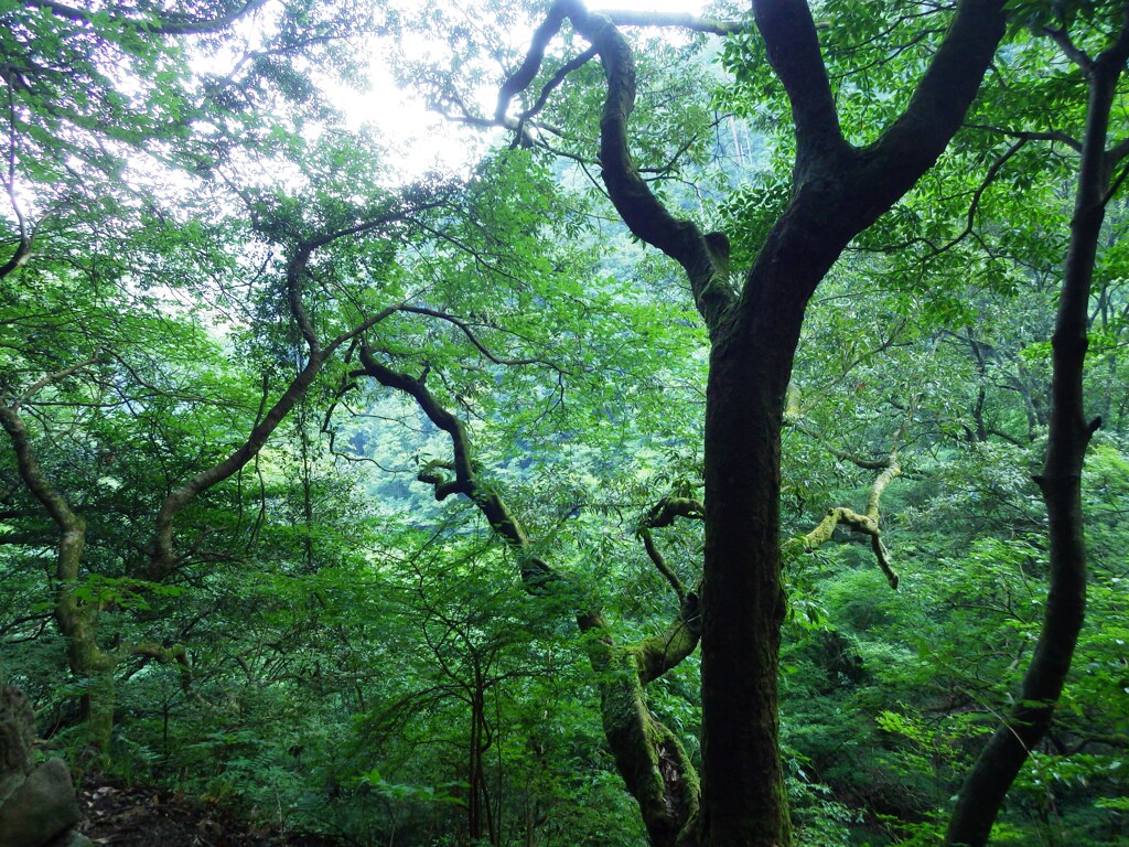 深い緑