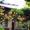 初秋の露地