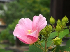 芙蓉2 芙蓉2