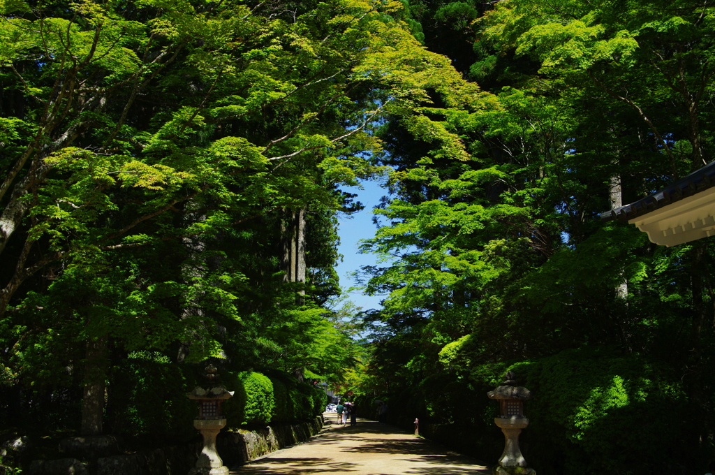 初夏 高野山蛇腹道