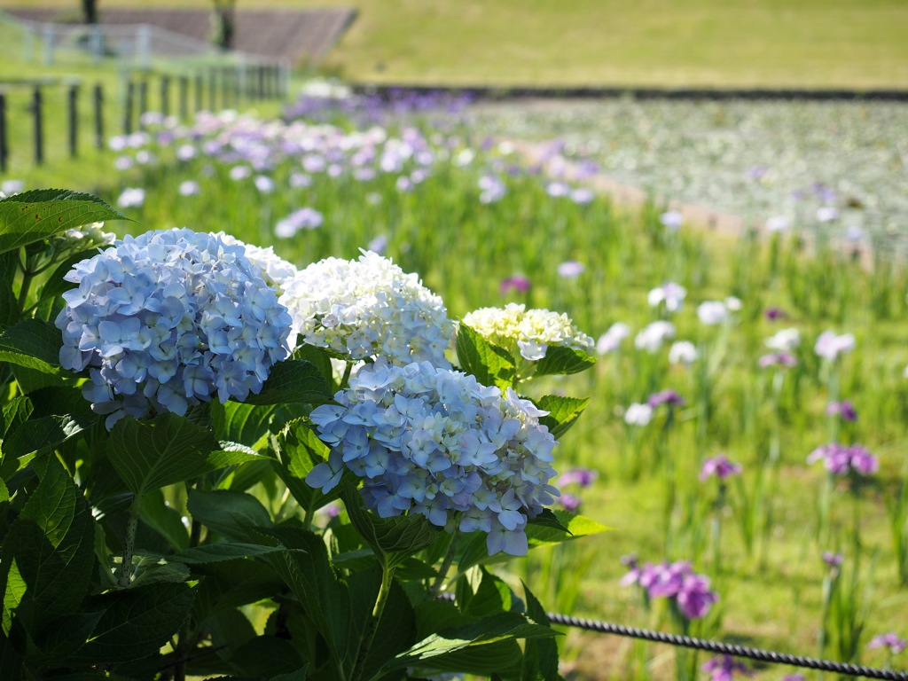 紫陽花と菖蒲