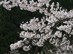 山桜2