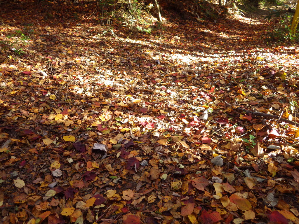 晩秋の山歩き3
