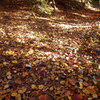 落ち葉の登山道
