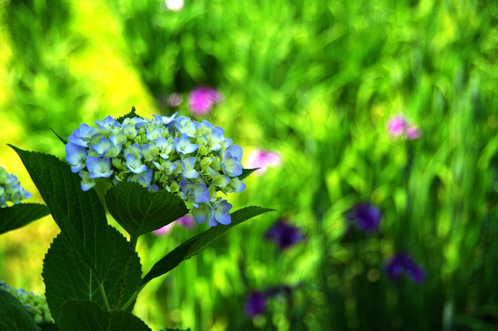 紫陽花と花菖蒲