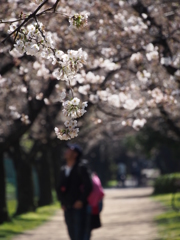 桜並木