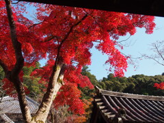 天野山金剛寺