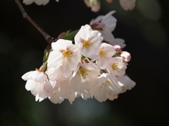 桜１