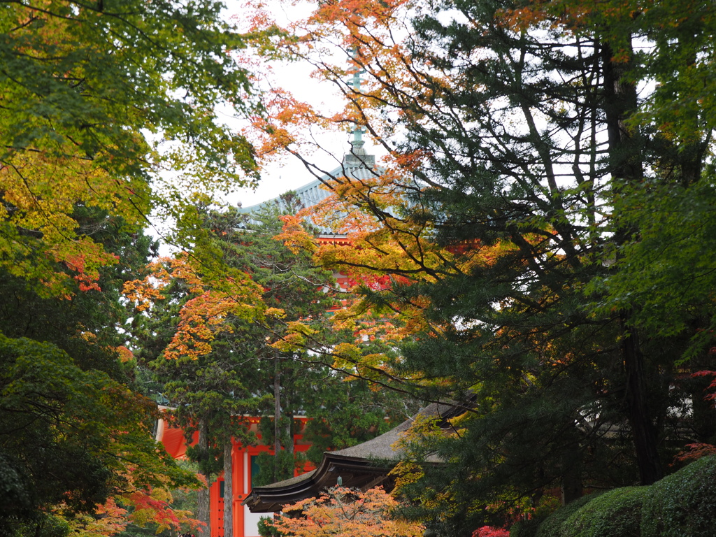高野山紅葉・根本大塔
