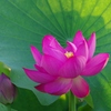 蕾と葉とともに