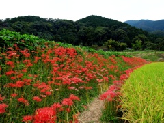 彼岸花1