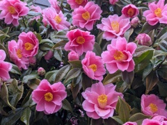 椿・春の訪れですね