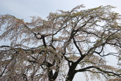 SAKURAⅢ