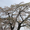 SAKURAⅢ