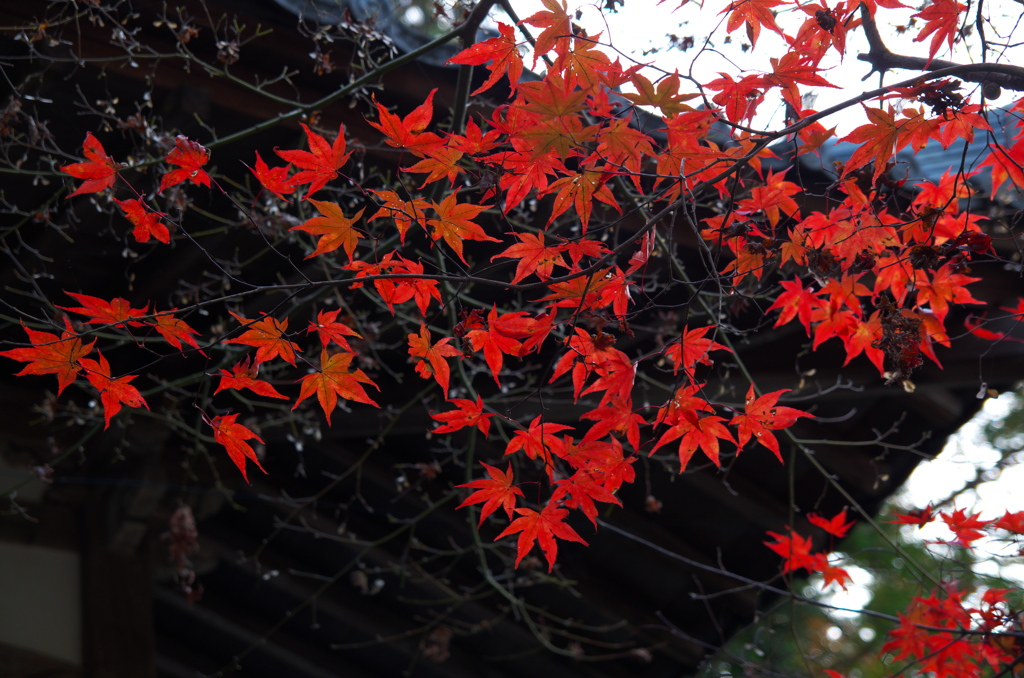 河内長野　延命寺　紅葉