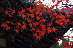 河内長野 延命寺 紅葉 河内長野 延命寺 紅葉
