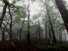 雨の森