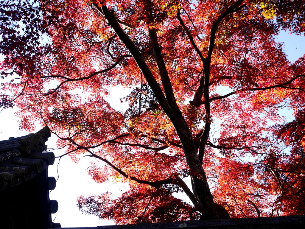天野山金剛寺4