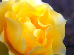冬の薔薇Ⅰ