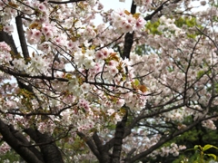 満開の桜Ⅰ