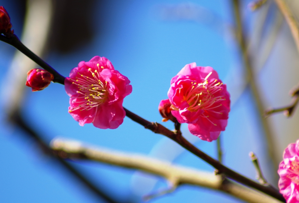 梅～春はすぐ近く～2