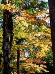 高野山　紅葉6