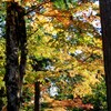 高野山　紅葉6