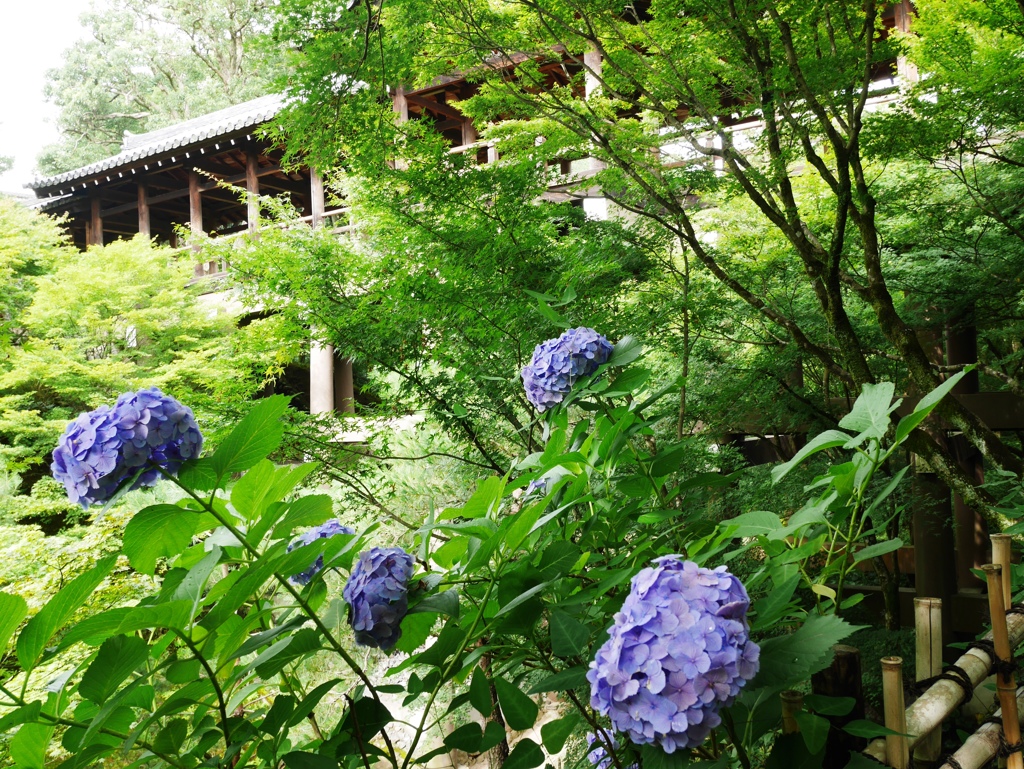 東福寺通天橋