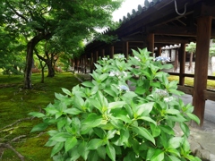 東福寺