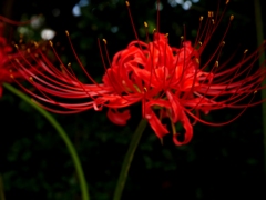 彼岸花１