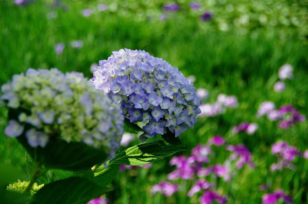 紫陽花と花菖蒲