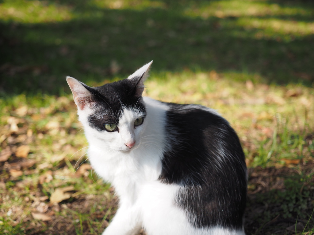 猫