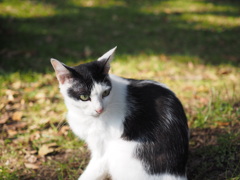 猫