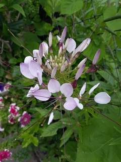 路辺の花