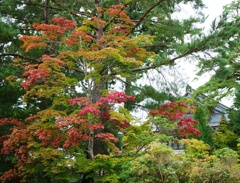 高野山　紅葉はじめ